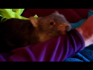 Балованный вомбат [480]