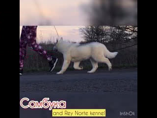 Sambuka and rey norte 4 months