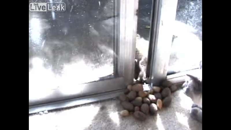 Кот охотится на белочек