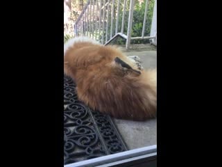 Brid gathering top quality materials for his new house