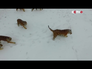 Амурские тигры из китайского зоопарка устроили охоту на дроны © видеожесть