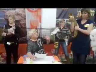 Wcf ring kitten junior 2 olga mironova