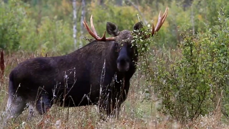 Лось во время гона