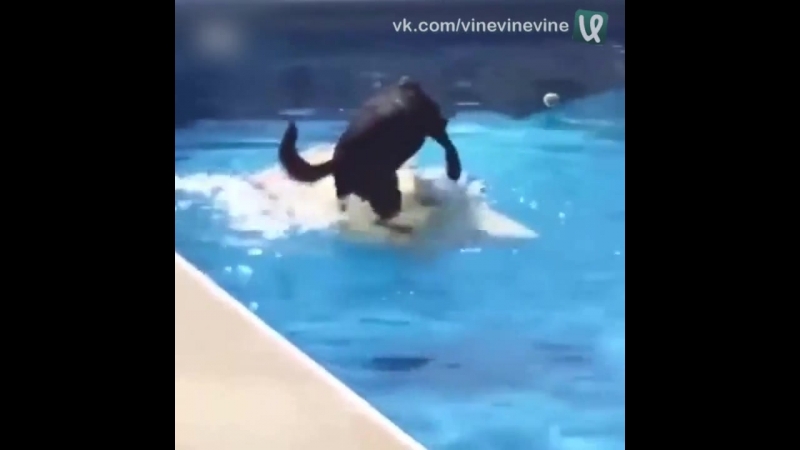 Молодые достаёт мяч с бассейна