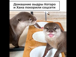 Выдры котаро и хана