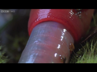 Monster leech swallows giant worm wonders of the monsoon׃ episode 4 bbc two