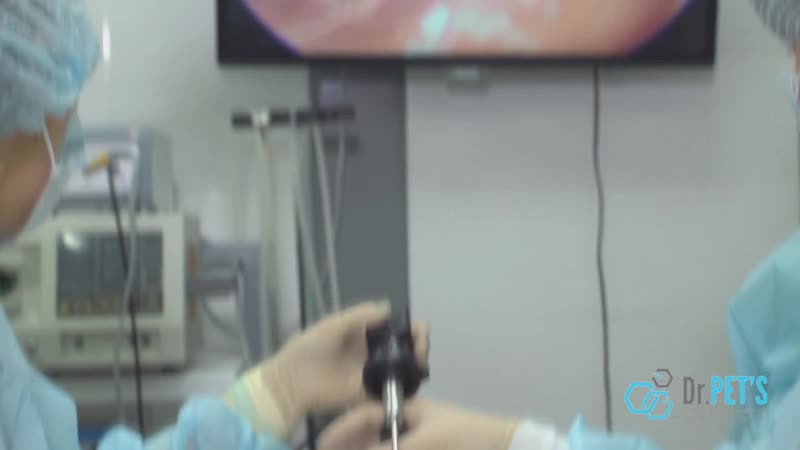 Лапароскопическая кастрация/стерилизация молодые и кошек