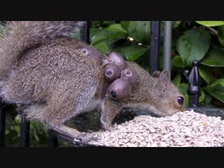 Squirrel bot fly larvae