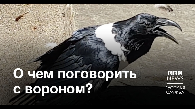 Говорящий ворон с севера англии