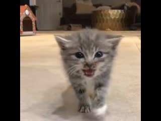 The tiny kitten waddle