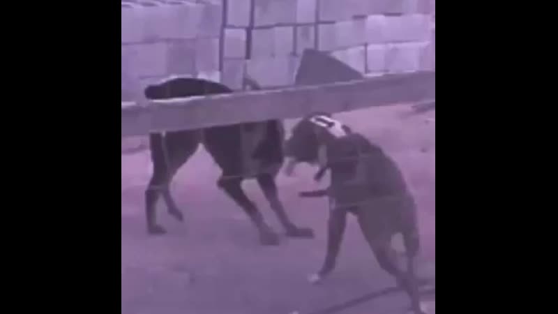 Ебнутый пес ебнул другого ебнутого пса шок! смотреть всем!!!