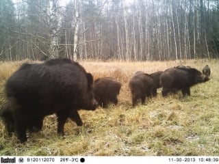 Кабаны в чернобыльской зоне wild boars on the rout indeo