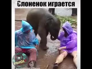 Слонёнок играется прикольно))) умора)))