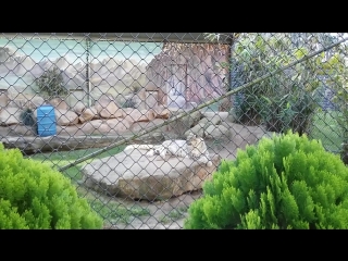 Billabong porn, port macquarie, nsw, australia snow leopards 2