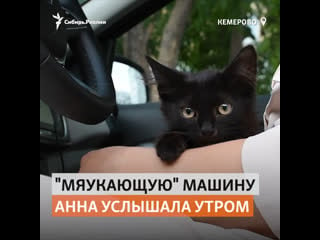 Спасение котенка из машины в кузбассе | сибирь реалии