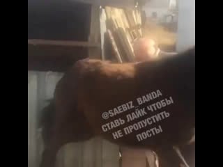 Шал дегенің ұяттау болды, бірақ ата мықты 👍