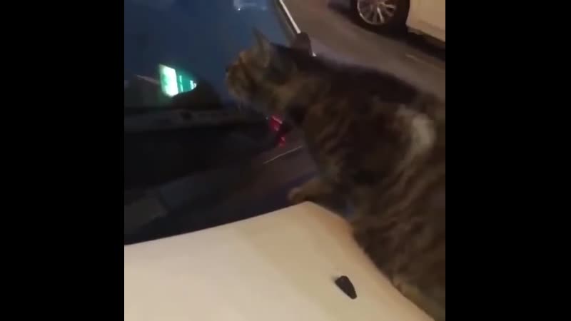 К такому котик не был готов (vhs video)