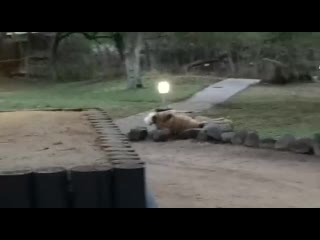 Leopard takes down a female nyala gif mp4