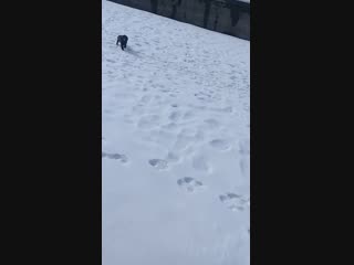 Одри играет на речке в снежки и погулять с собаками