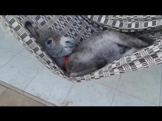 Осел в гамаке