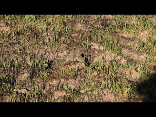 Овсянка обыкновенная (emberiza citrinella), 9 05 2020