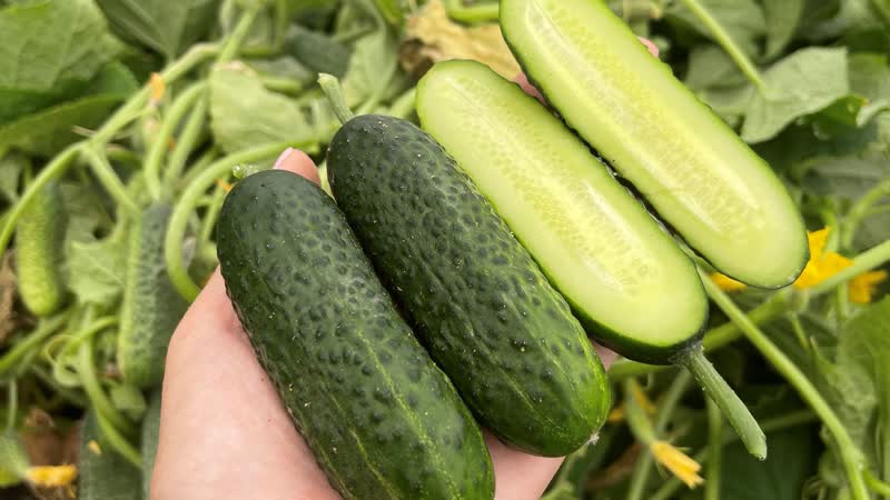 Огурец бридж f1