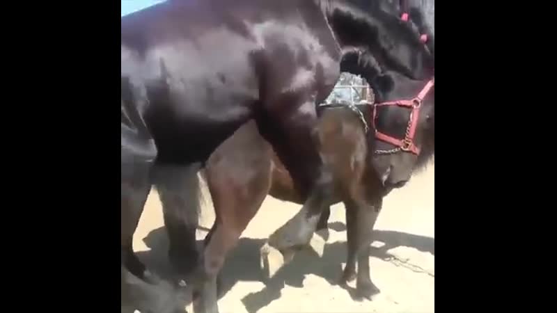 Amazing big horse mating compilation horse breeding ! mp4 watch online