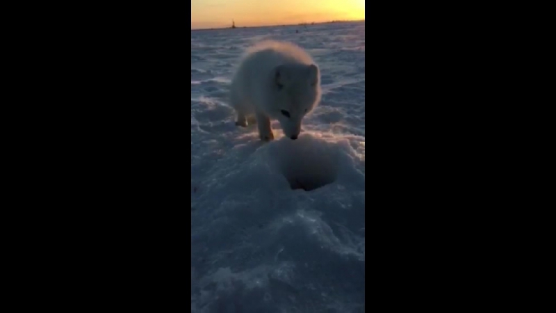 Милый песец и рыба )))