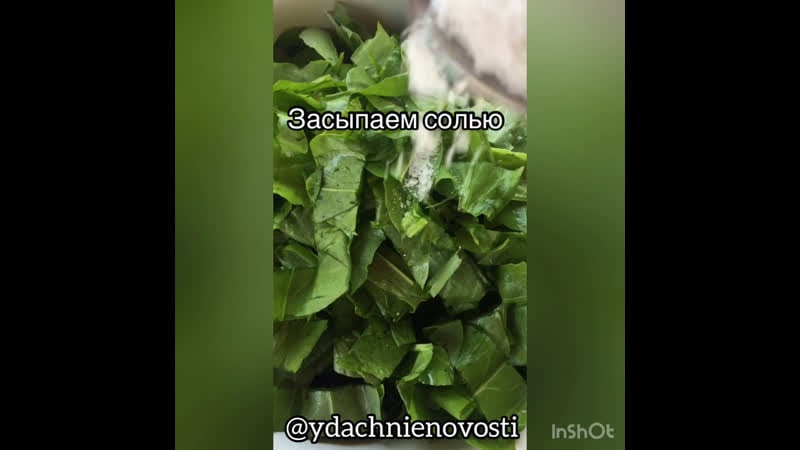 Заготавливаем щавель на зиму