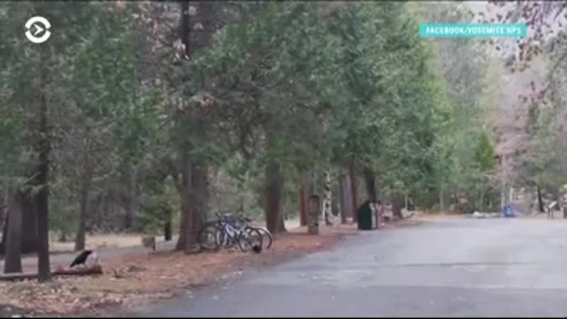 Виртуальные туры и довольные молодые как живут на карантине национальные парки сша 20200425 3 mp4