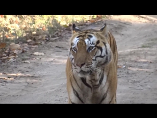 Male tiger in kanha calling for a mate (via daesmae)