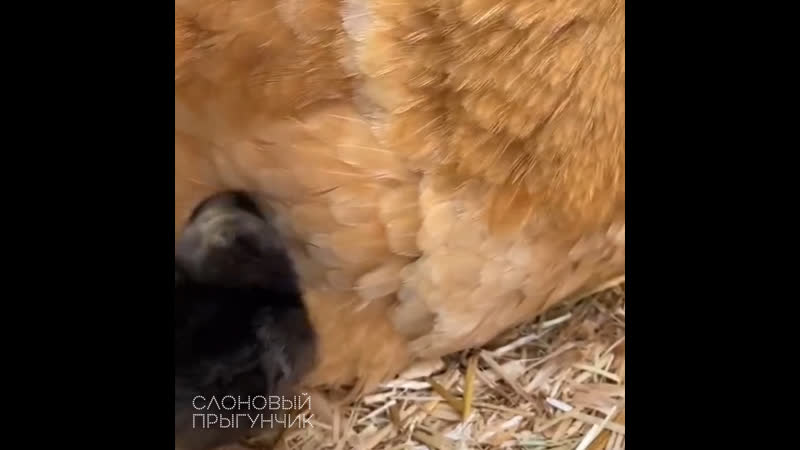 Broody hen given real chicks after trying to hatch ceramic egg