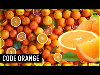 Citrus crisis south african orange exporters outraged by new import rules