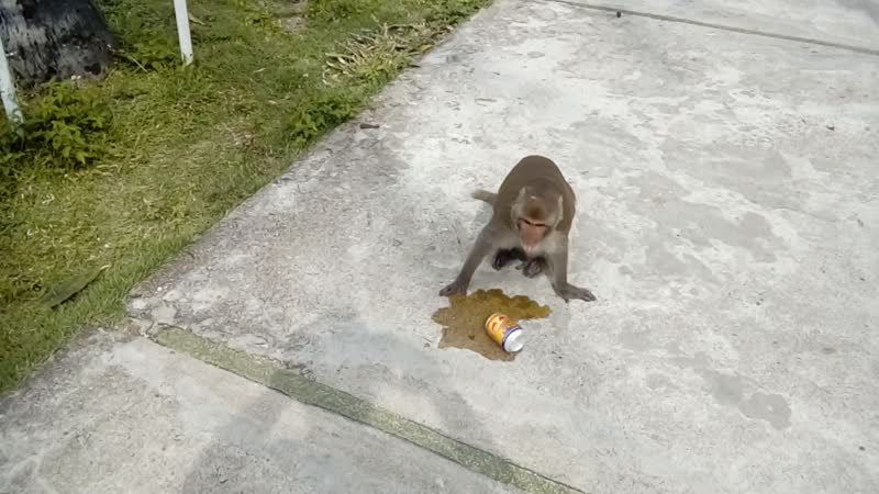 Макака любит лимонад