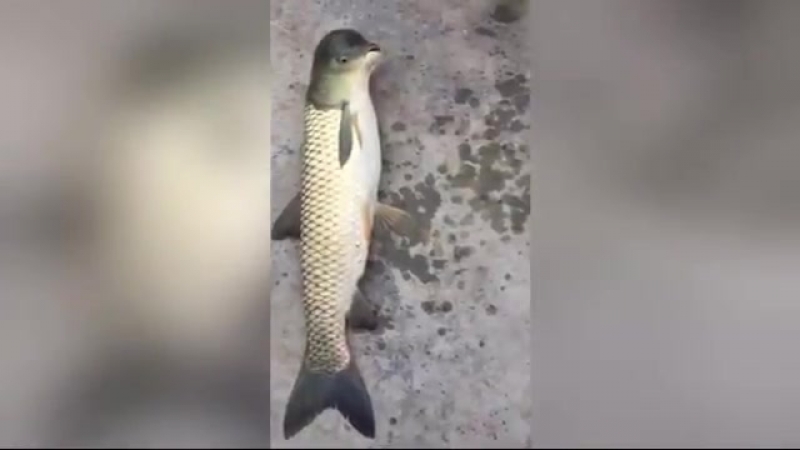 В китае выловили рыбу мутанта с "головой голубя"