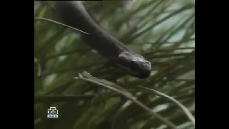 Дикий мир фильм 9 завтрак туриста