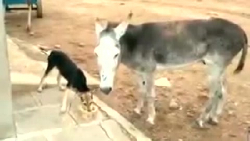 Супер прикол ишак и молодые