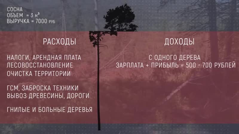 Хранители сибири черные лесорубы как спасти сибирскую тайгу