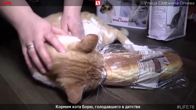 Боря набросился на булку при журналистках