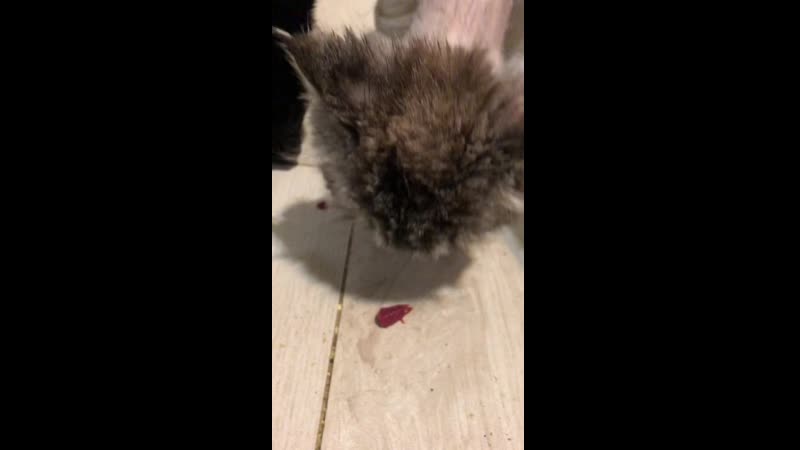 Амура хышник