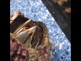 A barnacle opens its mouth
