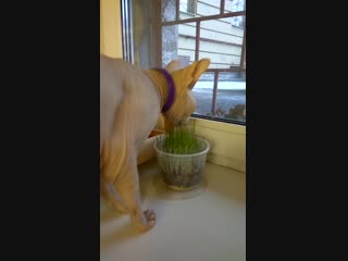 Мася кушает трау