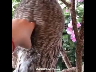 Owls can rotate their necks up to 270 degrees without injury