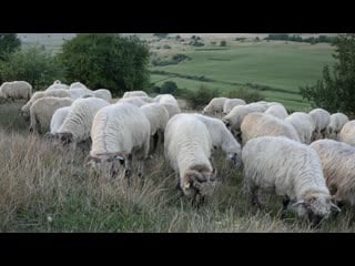 Adelina popa faina i viata,bun i traiu