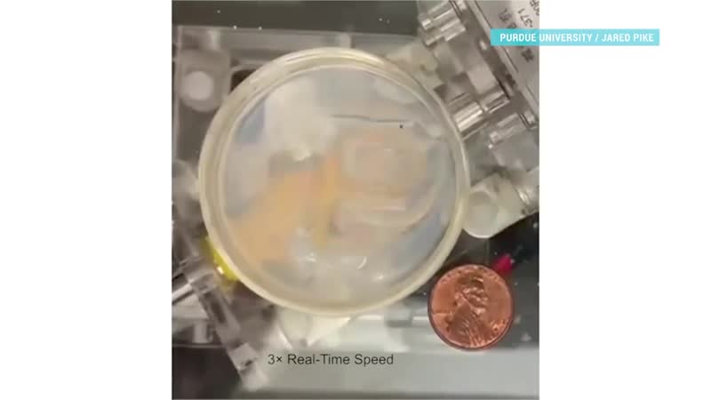 Проблески надежды! узнаем, чем же так порадовала мировую общественность вакцина компании pfizer манна небесная! расскажем об огр