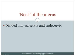 13 3 cervix