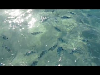 Nina agdal, lily aldridge, chrissy teigen swim daily, behind the tanlines