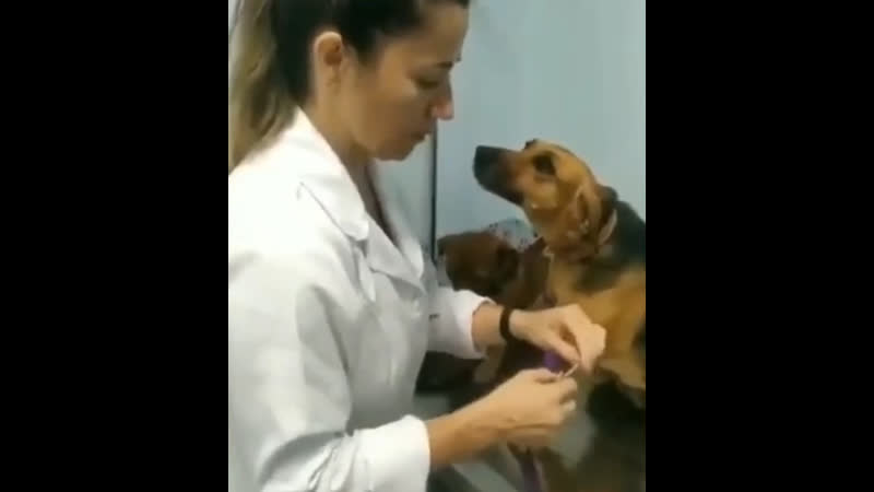 Милый пёс послушно лечится😍