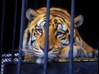 Miam schoolchildren at the prom was entertained by a live tiger