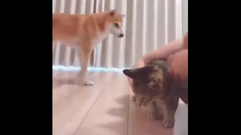 Замеры молодые и кошки (vhs video)